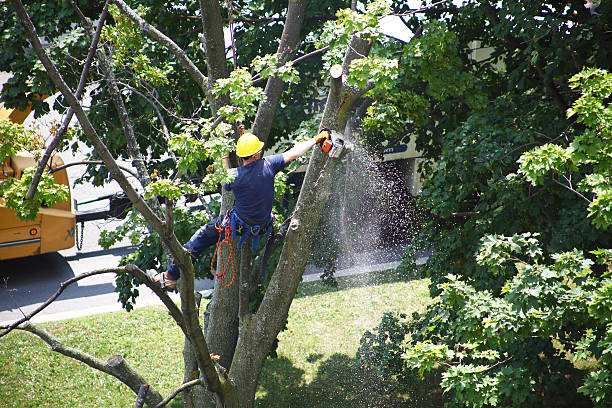 How Our Tree Care Process Works  in  Cold Spring, MN
